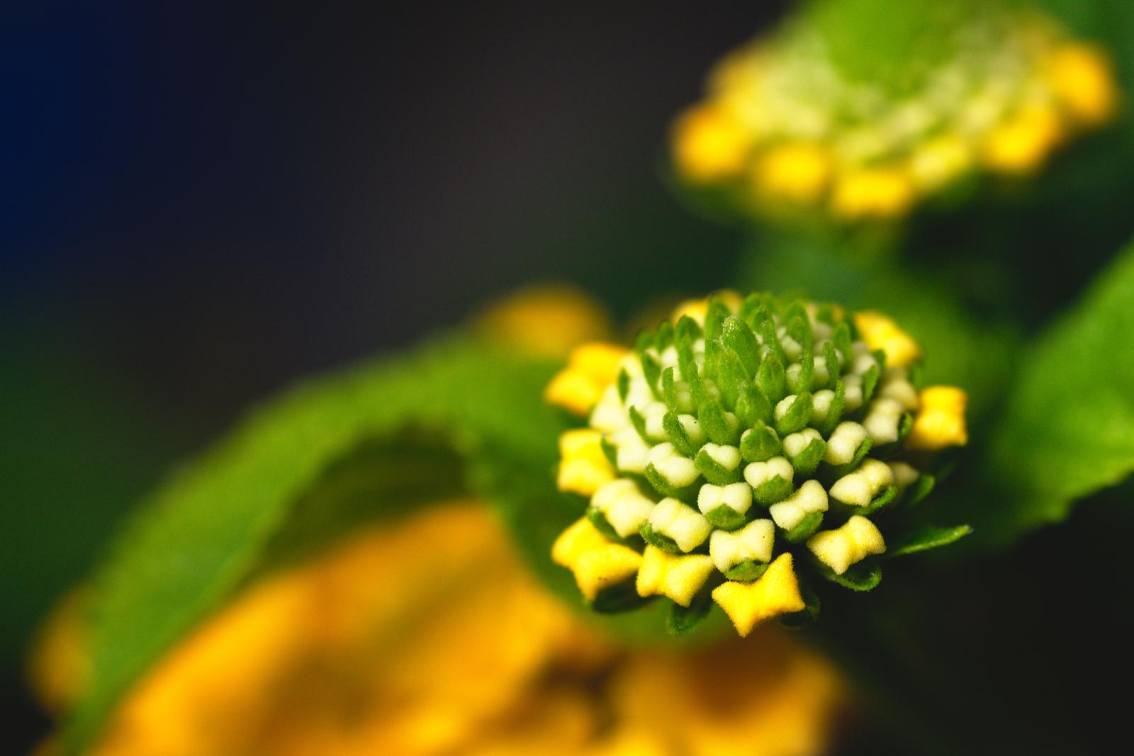 Dreamy Lantana Bud