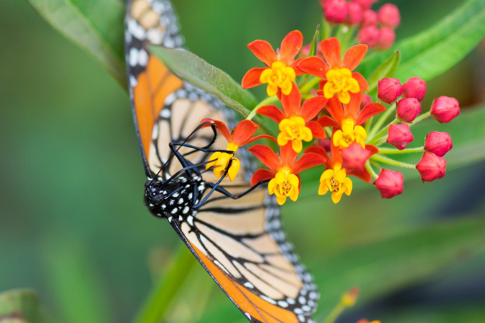 Staring Down a Feeding Monarch