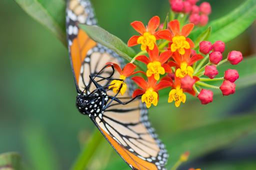 A beautiful Monarch butterfly feeding on some flowers.