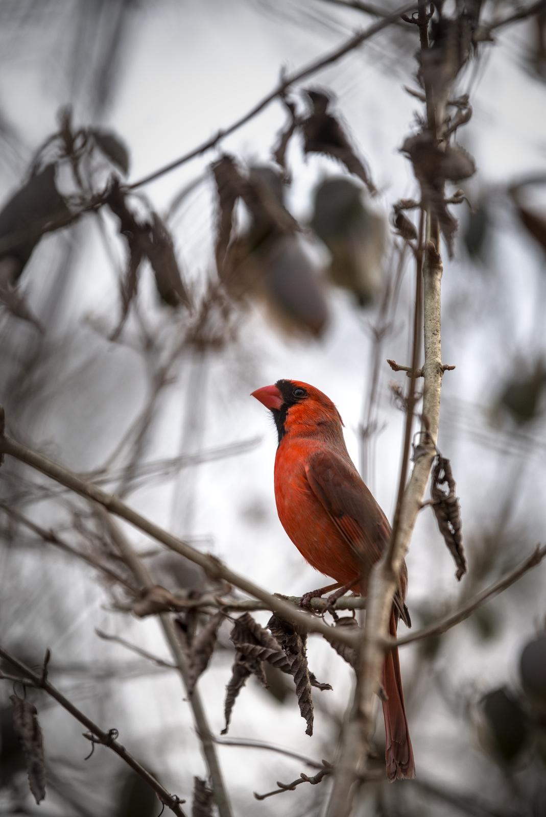 Early Spring Cardinal