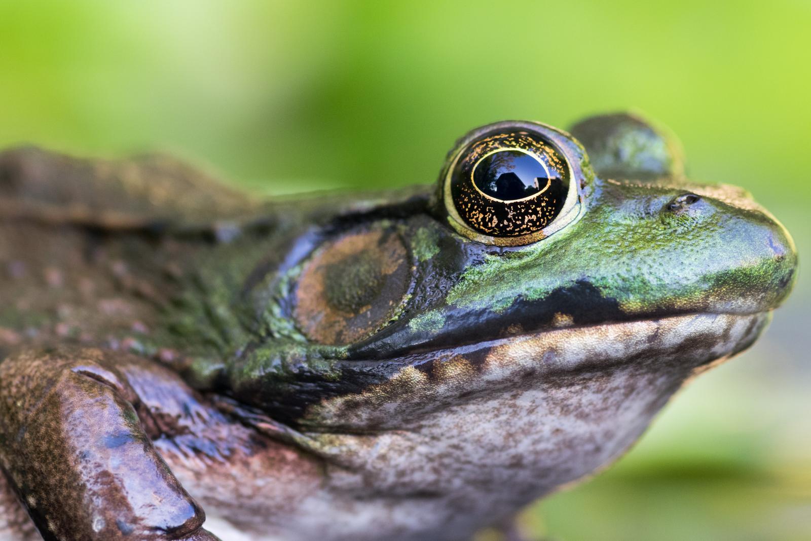 Bullfrog